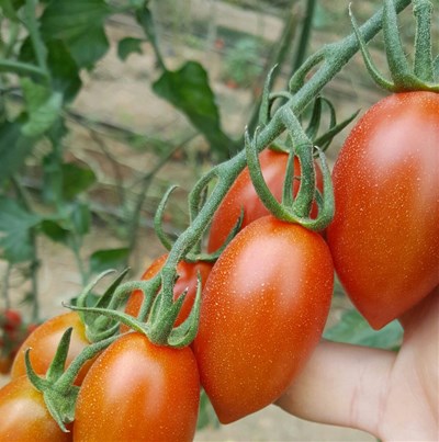 Nuevo programa para tomates Candy Cherry ™